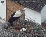 Capi_Dubne_20250603_151003.jpg