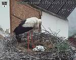 Capi_Dubne_20250603_151503.jpg