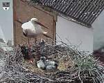 Capi_Dubne_20250603_152002.jpg
