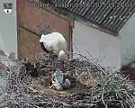 Capi_Dubne_20250603_152503.jpg