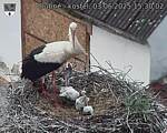 Capi_Dubne_20250603_153003.jpg
