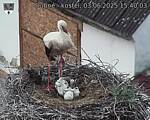 Capi_Dubne_20250603_154003.jpg