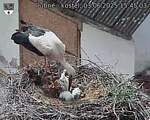 Capi_Dubne_20250603_154503.jpg