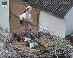 Capi_Dubne_20250603_155004.jpg