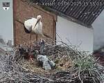 Capi_Dubne_20250603_155503.jpg