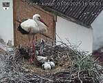 Capi_Dubne_20250603_160003.jpg