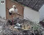 Capi_Dubne_20250603_160504.jpg