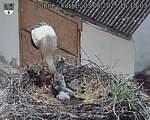 Capi_Dubne_20250603_161003.jpg