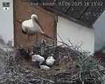 Capi_Dubne_20250603_161502.jpg