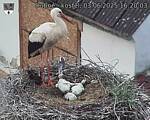 Capi_Dubne_20250603_162003.jpg