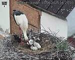 Capi_Dubne_20250603_162503.jpg