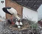 Capi_Dubne_20250603_163003.jpg