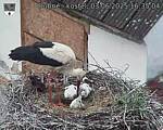 Capi_Dubne_20250603_163504.jpg