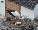 Capi_Dubne_20250603_164003.jpg