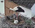 Capi_Dubne_20250603_164502.jpg