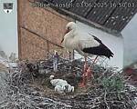 Capi_Dubne_20250603_165003.jpg