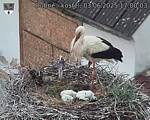 Capi_Dubne_20250603_170003.jpg