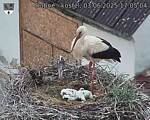 Capi_Dubne_20250603_170504.jpg