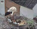 Capi_Dubne_20250603_171002.jpg