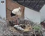 Capi_Dubne_20250603_171504.jpg