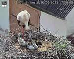 Capi_Dubne_20250603_172003.jpg