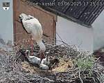 Capi_Dubne_20250603_172503.jpg