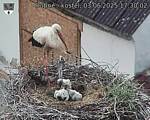 Capi_Dubne_20250603_173002.jpg