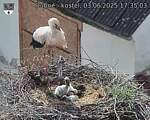 Capi_Dubne_20250603_173503.jpg