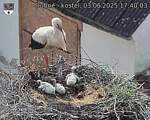 Capi_Dubne_20250603_174003.jpg