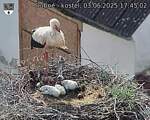 Capi_Dubne_20250603_174502.jpg