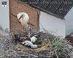 Capi_Dubne_20250603_175004.jpg