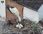 Capi_Dubne_20250603_175503.jpg