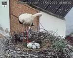 Capi_Dubne_20250603_180002.jpg