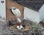 Capi_Dubne_20250603_180503.jpg