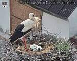 Capi_Dubne_20250603_181004.jpg
