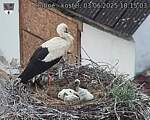 Capi_Dubne_20250603_181503.jpg