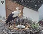Capi_Dubne_20250603_182004.jpg