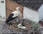 Capi_Dubne_20250603_182503.jpg