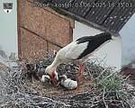 Capi_Dubne_20250603_183503.jpg