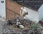 Capi_Dubne_20250603_184003.jpg