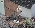 Capi_Dubne_20250603_185003.jpg