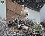 Capi_Dubne_20250603_185502.jpg