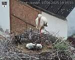Capi_Dubne_20250603_190503.jpg