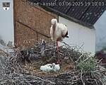 Capi_Dubne_20250603_191003.jpg