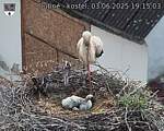 Capi_Dubne_20250603_191503.jpg