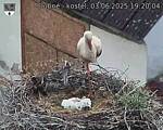 Capi_Dubne_20250603_192004.jpg