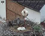 Capi_Dubne_20250603_193002.jpg
