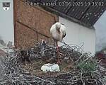 Capi_Dubne_20250603_193502.jpg