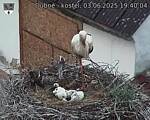 Capi_Dubne_20250603_194004.jpg