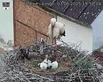 Capi_Dubne_20250603_195004.jpg